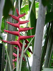 089 Cairns Botanic Gardens
